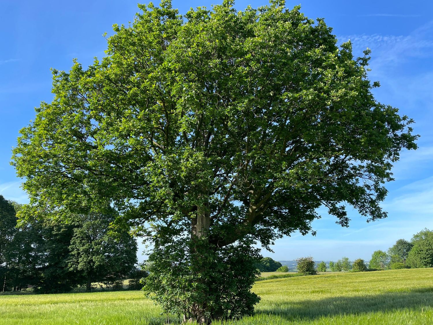 A large mature oak tree in full leaf standing alone in a green barley field under a clear blue sky, with a wooded edge to the left and open country falling away to the right.