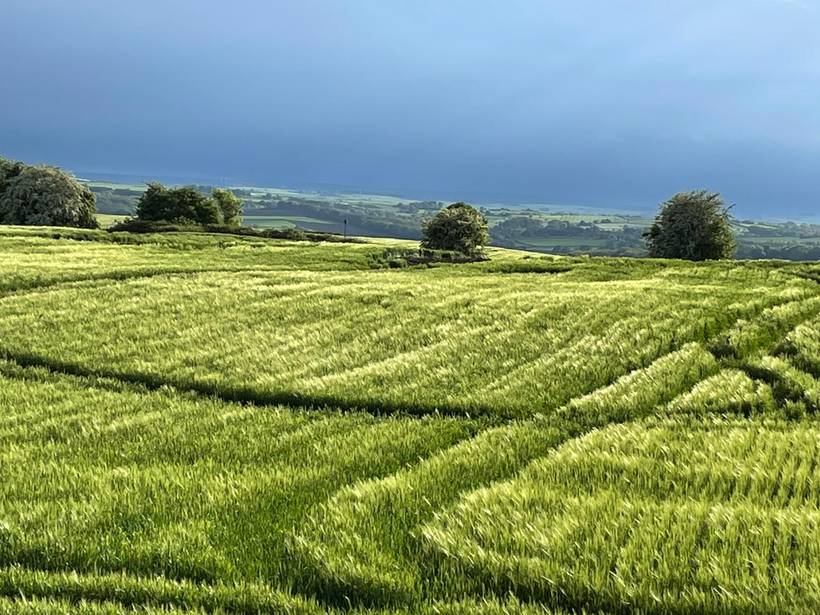 Barley rising to the horizon, with mature trees and distant hills beyond.